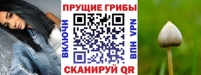 KRAKEN рабочий сайт  Сим  Галлюциногенные грибы Psilocybe 